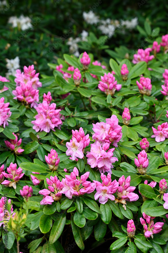 Pink flowers of rhododendron and green leaves in nature. Pink flowers of rhododendron and green leaves in nature.