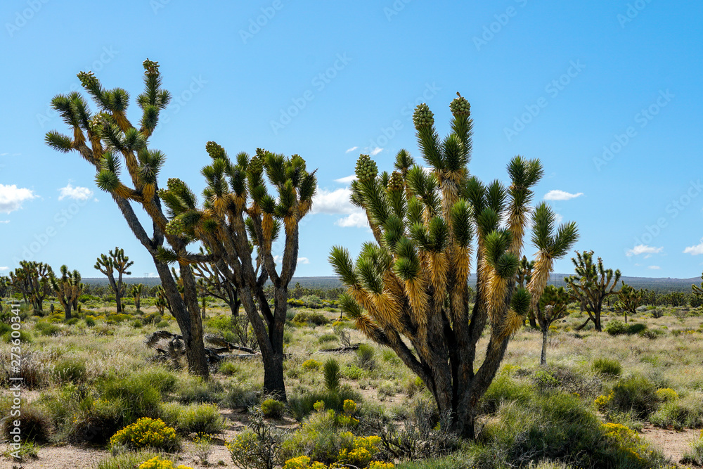 Joshua Tree National Park. American desert national park in southeastern California. Yucca brevifolia (Joshua Tree) is a plant species belonging to the genus Yucca.