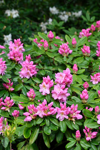 Fototapeta Naklejka Na Ścianę i Meble -  Pink flowers of rhododendron and green leaves in nature.
