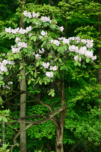White flowers of rhododendron and green leaves in nature.