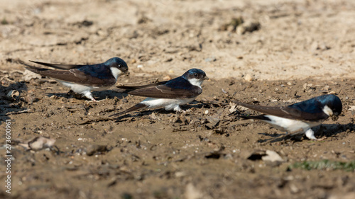 Drei Mehlschwalben an einer Schlickstelle um Lehm für den Nestbau zu sammeln