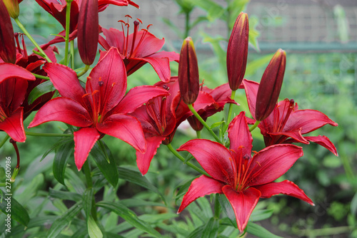 Red lilies outdoors