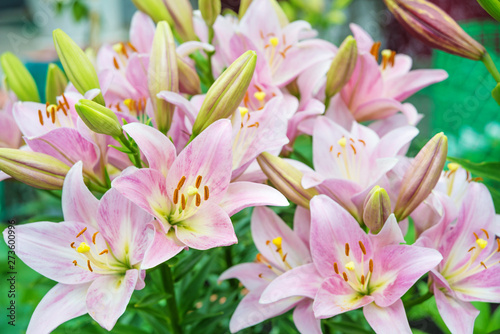 Fototapeta Naklejka Na Ścianę i Meble -  Pink lilies outdoors