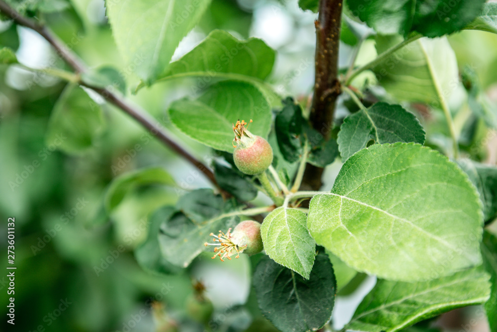 Young green apple on tree in spring. Young green apple on tree in spring.