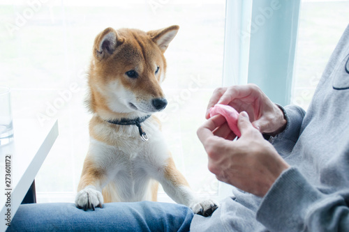 Beautiful young red dog of the Shiba Inu breed puts his paws on a man's knee