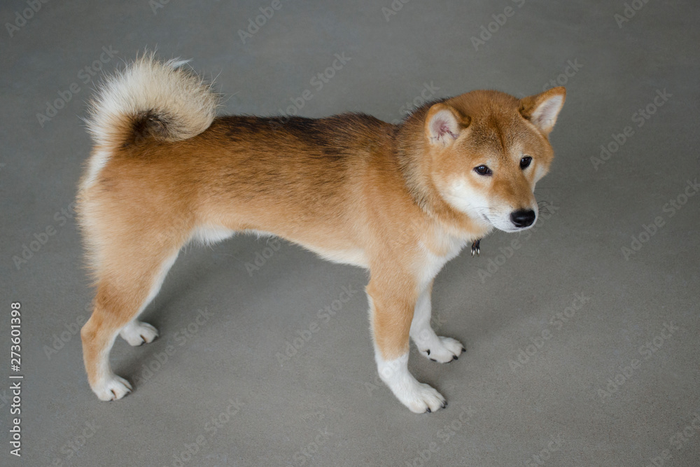 Beautiful young red dog of the Shiba Inu breed