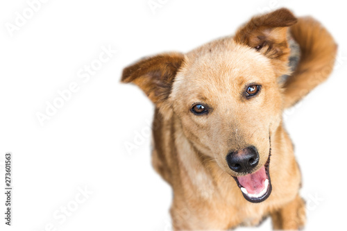 Dog smile teeth happy funny animal isolate white background