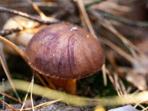 Edible polish mushroom (Polonica boletus) in pine forest, close up