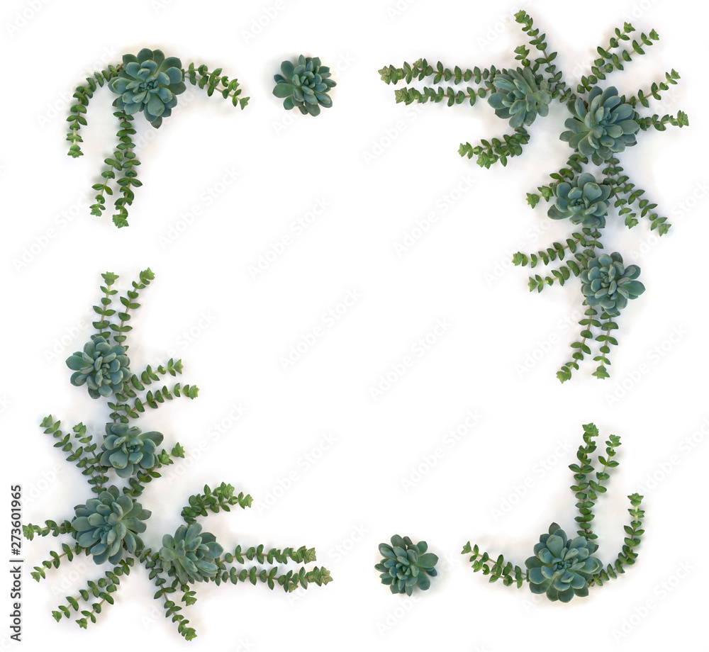 Frame of green blue succulents on a white background with space for text. Top view, flat lay Frame of green blue succulents on a white background with space for text. Top view, flat lay