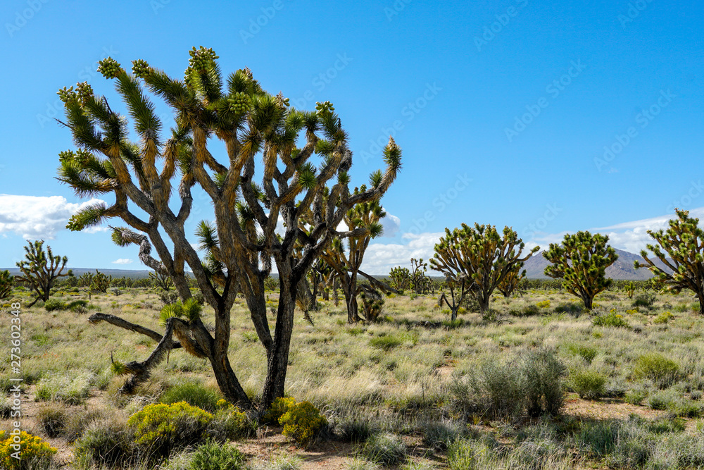 Joshua Tree National Park. American desert national park in southeastern California. Yucca brevifolia (Joshua Tree) is a plant species belonging to the genus Yucca. Joshua Tree National Park. American desert national park in southeastern California. Yucca brevifolia (Joshua Tree) is a plant species belonging to the genus Yucca.