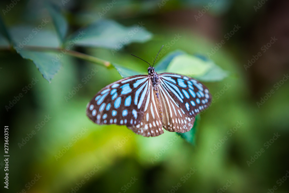 butterfly in the garden butterfly in the garden