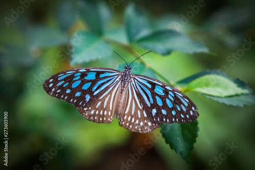 butterfly in the garden © wandee007