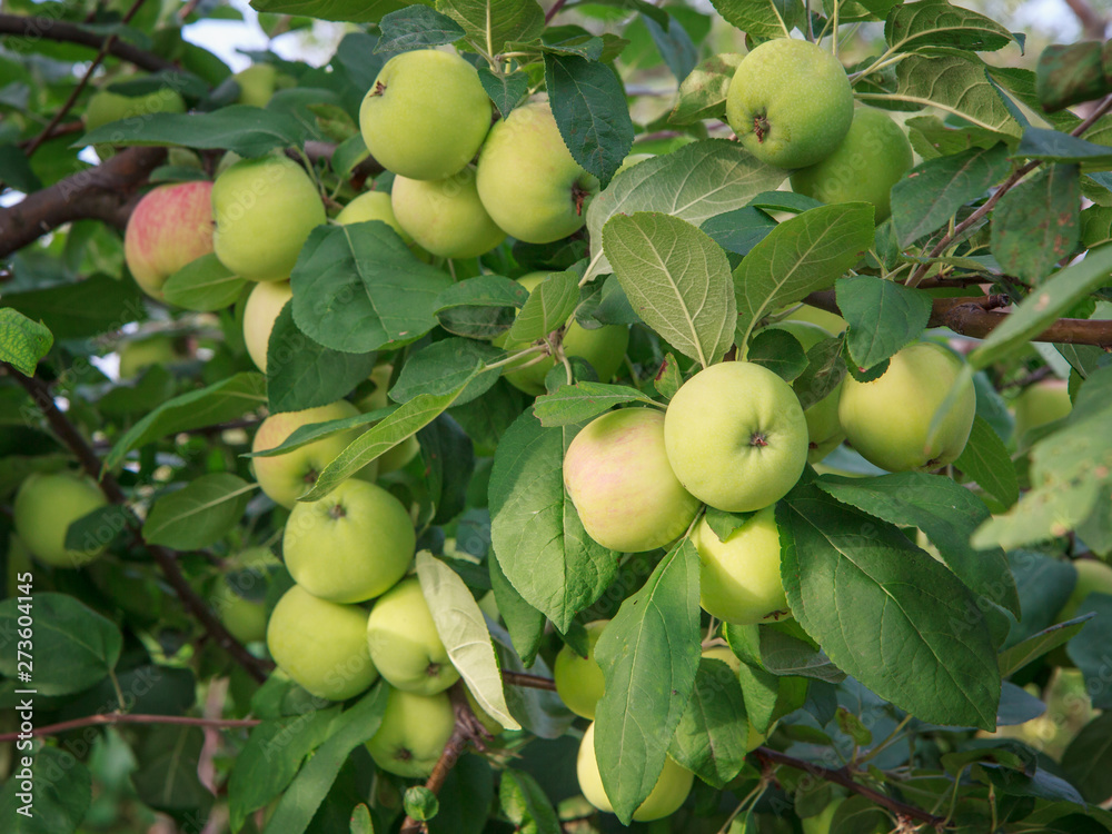 Apples on branches of the tree in the garden. Apples on branches of the tree in the garden.