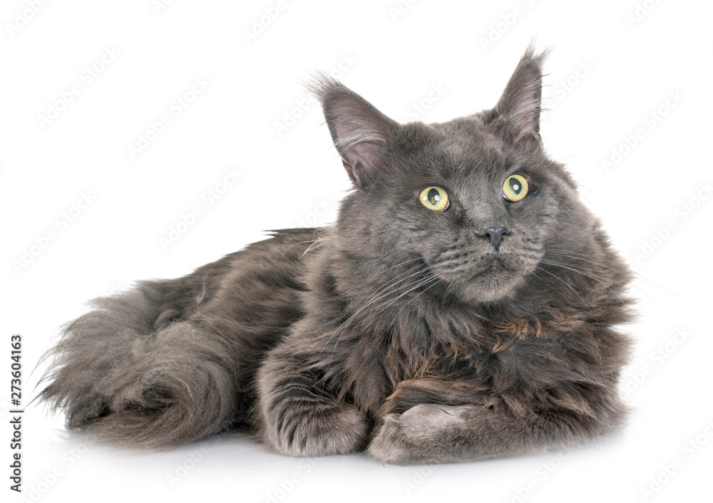 Obraz premium maine coon cat