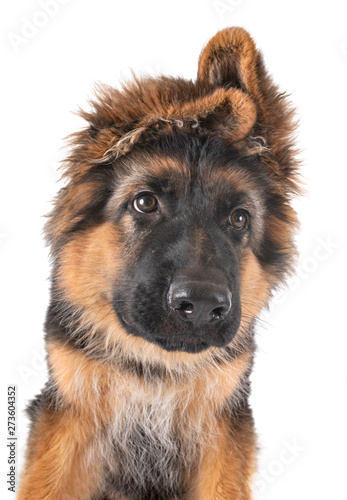 puppy german shepherd