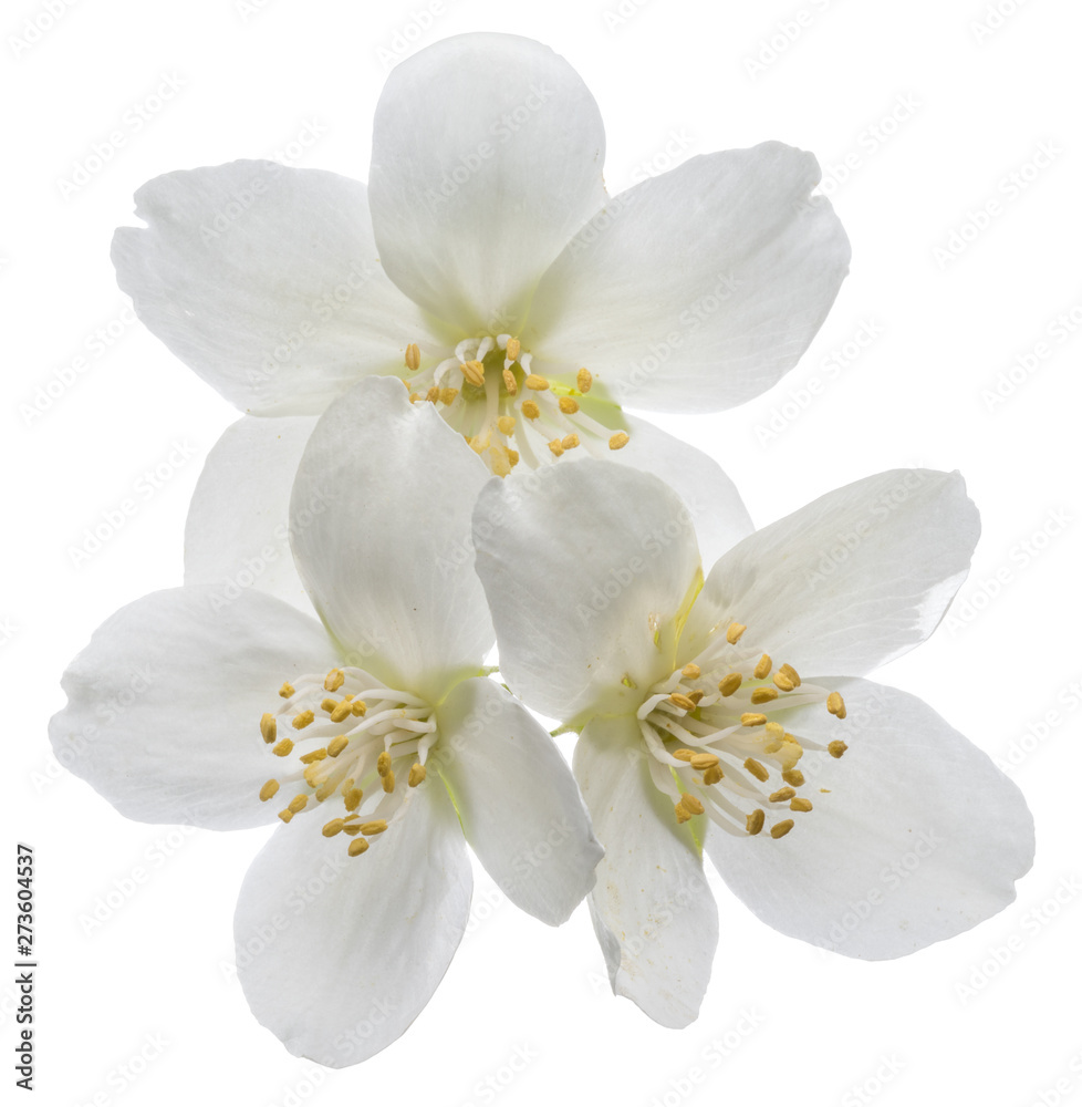 Blooming jasmine branch isolated on white.