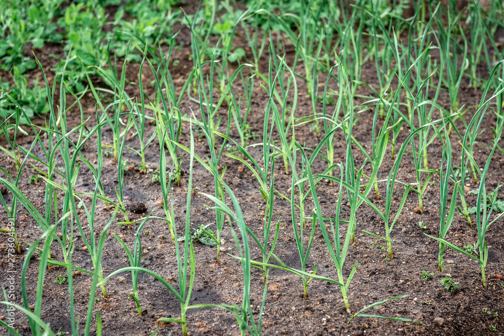 Young garlic growing in spring garden.
