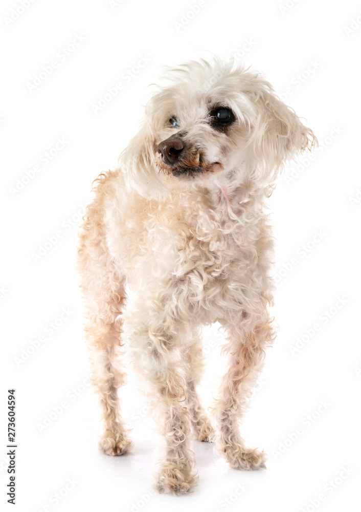 Obraz premium old poodle in studio