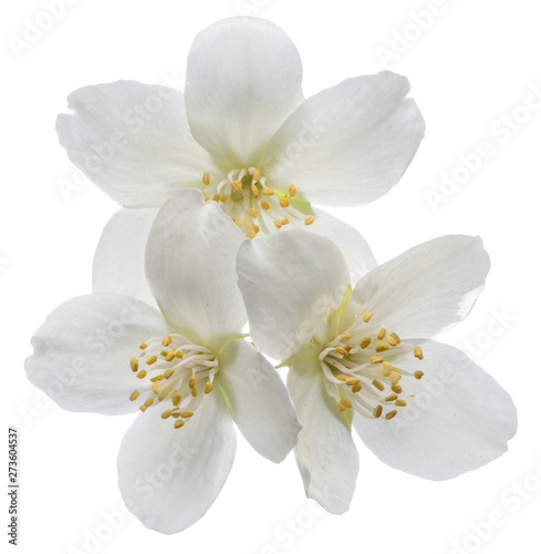 Blooming jasmine branch isolated on white. © volff