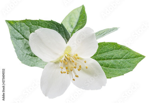 Blooming jasmine flower isolated on white. © volff