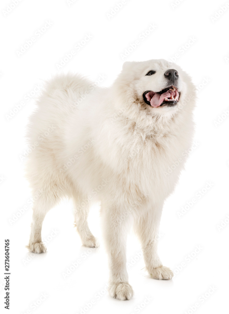 Fototapeta premium samoyed dog in studio