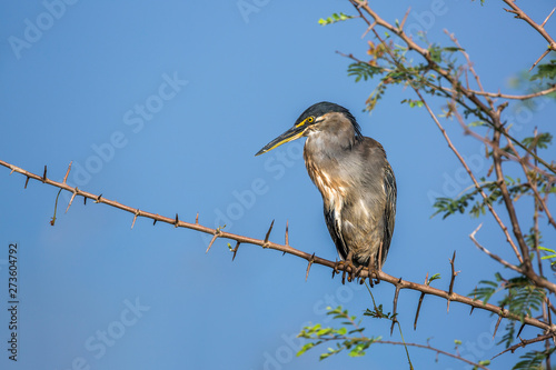 Green backed heron isolated in blue backgound in Kruger National park, South Africa ; Specie Butorides striata family of Ardeidae photo