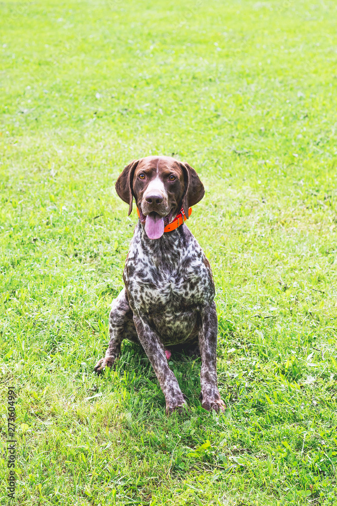German shorthaired dog is sitting on the grass and looking closely at the camera_