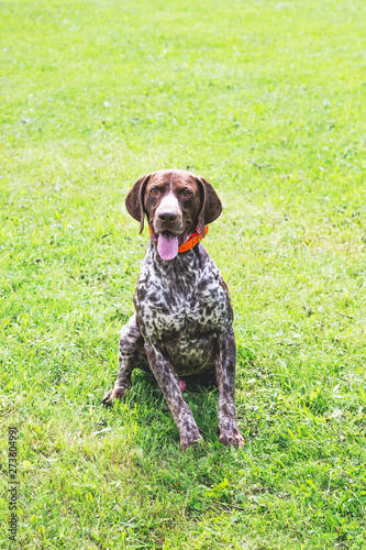 German shorthaired dog is sitting on the grass and looking closely at the camera_