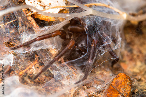 The spider and its web / Amaurobius erberi photo