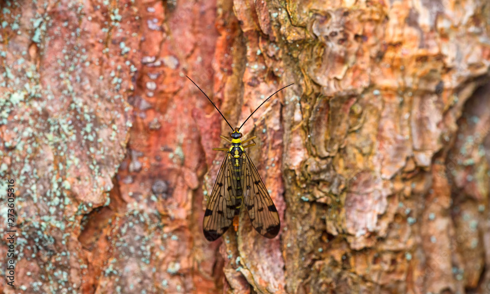 Mecoptera / Scorpion fly on the tree trunk Mecoptera / Scorpion fly on the tree trunk