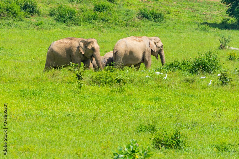 Obraz premium Group of wild elephants eating grass in the meadow