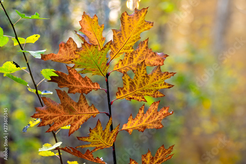 Dry autumn leaves of red oak on a tree in the forest in autumn in sunny weather_