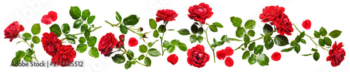 Red roses composition banner.