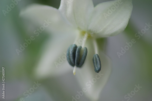 Chili pepper flower photo