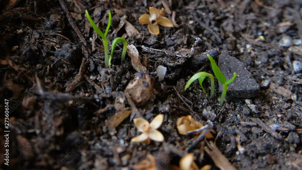 Growing plant bud in rough ground 4k Timelapse speed of nature Growing plant bud in rough ground 4k Timelapse speed of nature