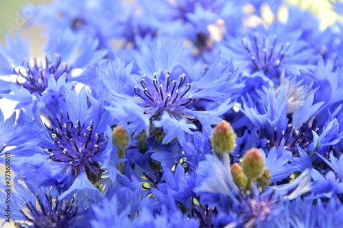 Blue knapweed flowers with selective focus and blurred tender petals on background. Beautiful wild bluet flower. Seasonal wild summer flowers. Blooming tiny blue flowers.  A bouquet of blue cornflower