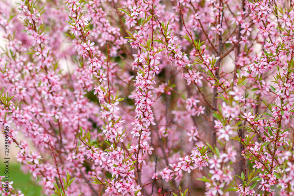 Pink almond flowers on the branches