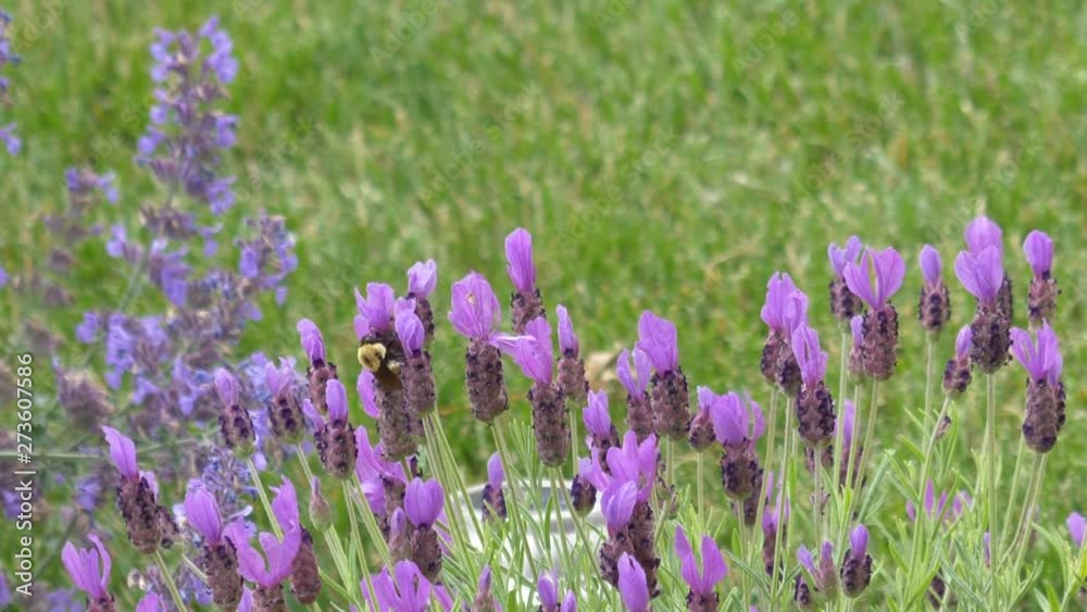 A bumble bee eating nectar from lavender blossoms - static medium shot A bumble bee eating nectar from lavender blossoms - static medium shot