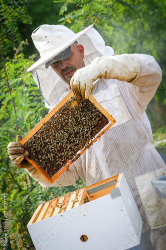 Beekeeper Controlling Colony And Bees