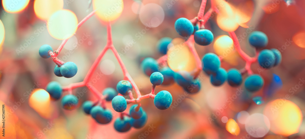 Autumn natural bokeh background with red leaves and blue berries, fall landscape, banner with place for text