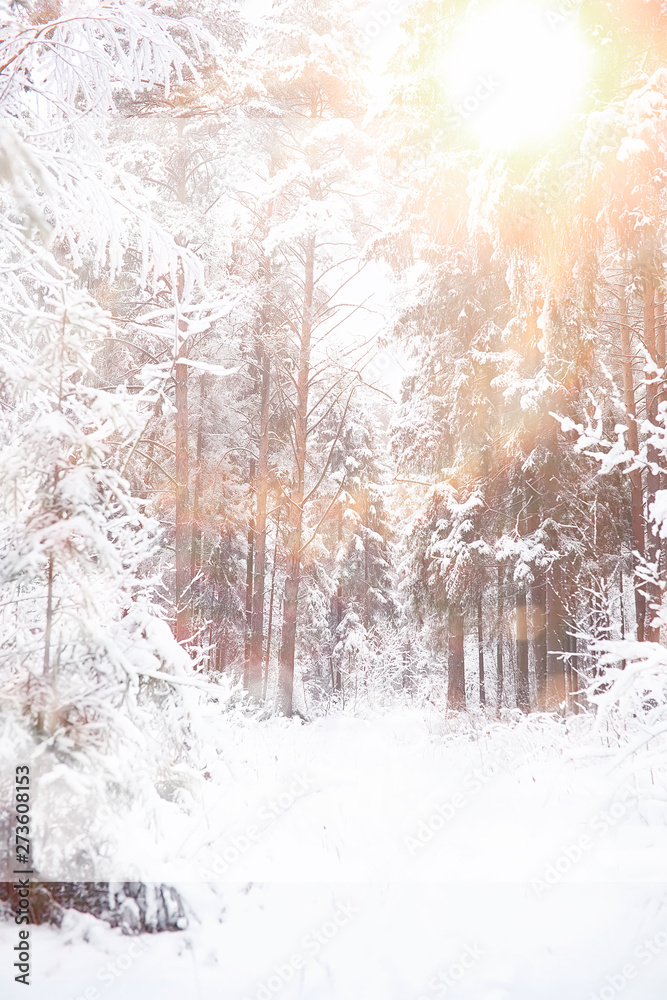 Winter landscape. Forest under the snow. Winter in the park.