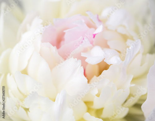 Unfocused blur rose petals, abstract romance background, pastel and soft flower card © Olga Ionina
