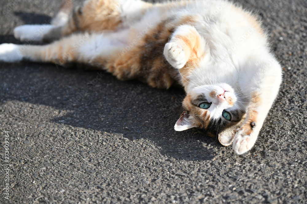 外猫 外猫