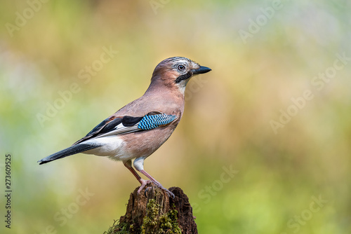 A side view profile portrait of a jay perched on the top of an old tree stump 