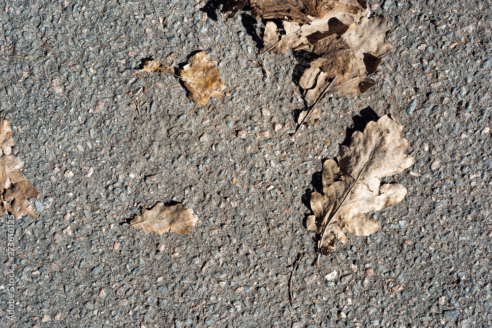 Dry leaves on the pavement Dry leaves on the pavement