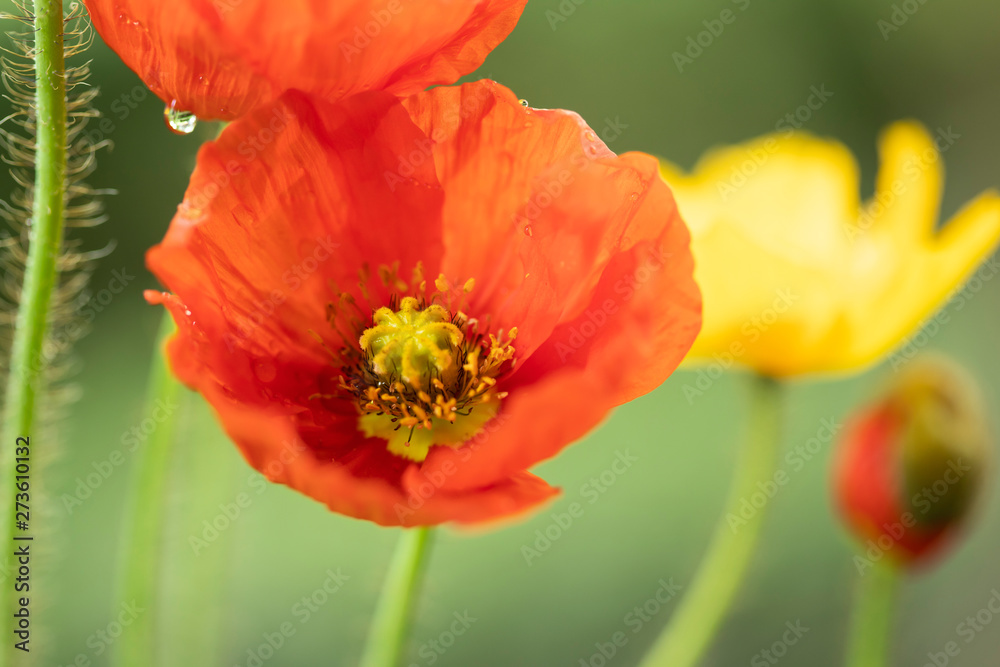 Poppies in the field - Remembrance Day background. Poppies in the field - Remembrance Day background.