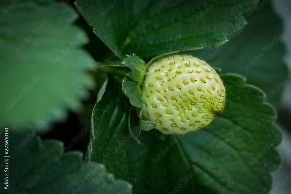 Red Strawberry on Strawberry plant Red Strawberry on Strawberry plant
