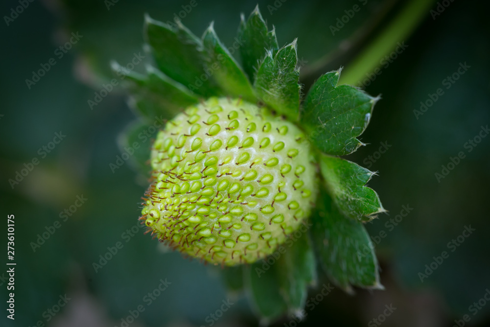Red Strawberry on Strawberry plant Red Strawberry on Strawberry plant