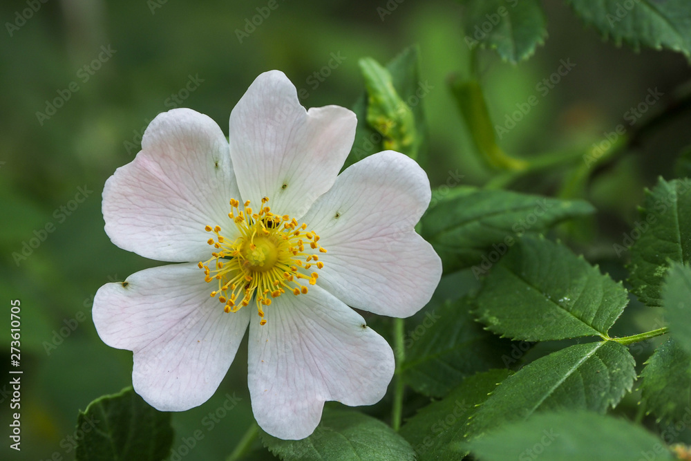 Flor silvestre Flor silvestre