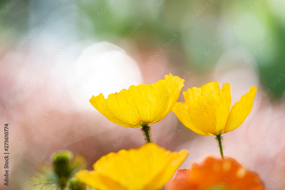Poppies in the field - Remembrance Day background. Poppies in the field - Remembrance Day background.